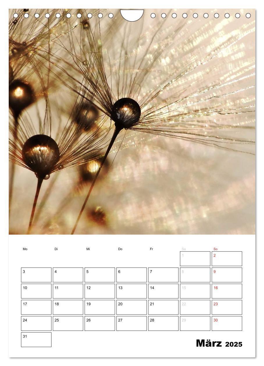 Bild: 9783457068762 | Pusteblumentraum - Dreams of Dandelion (Wandkalender 2025 DIN A4...