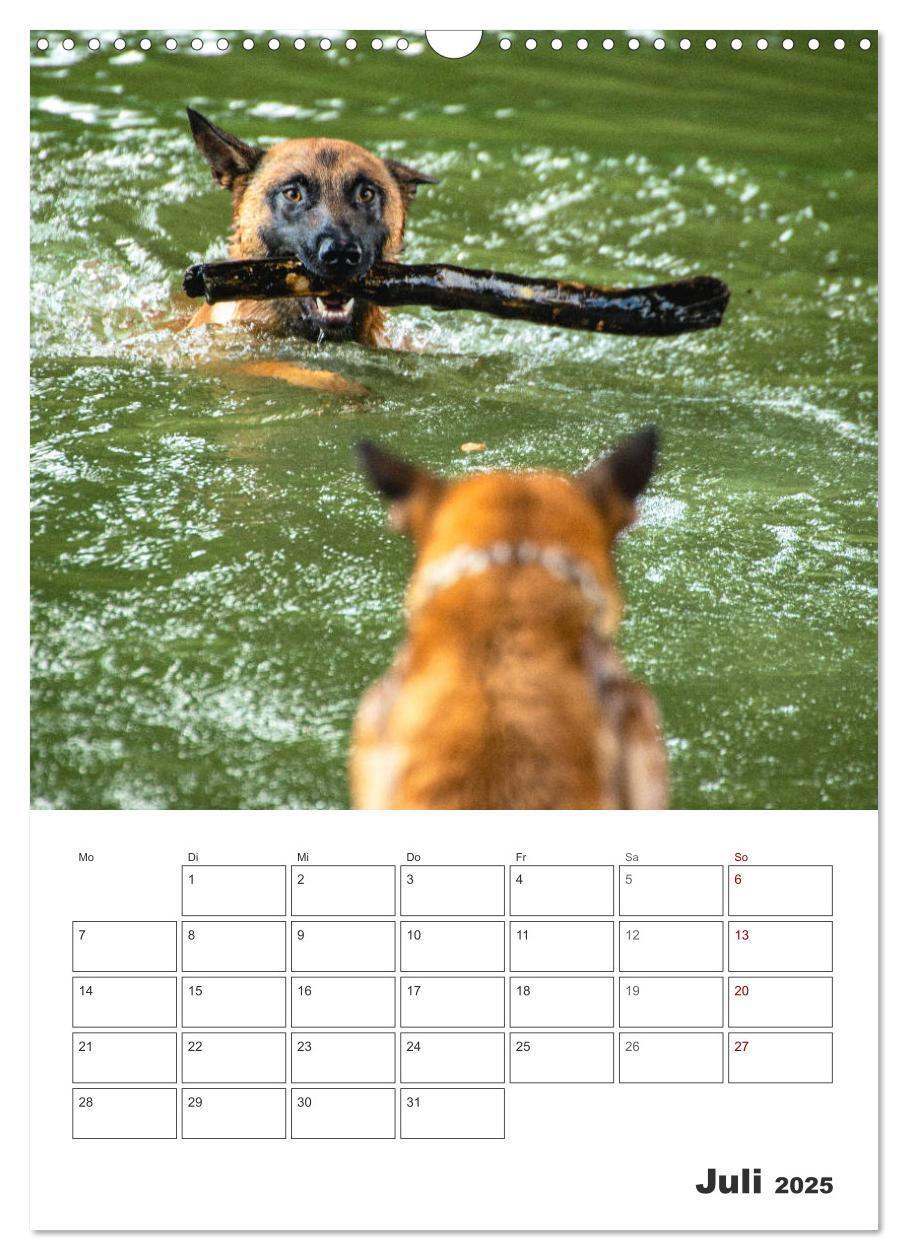 Bild: 9783435947850 | Malinois Power auf vier Pfoten (Wandkalender 2025 DIN A3 hoch),...