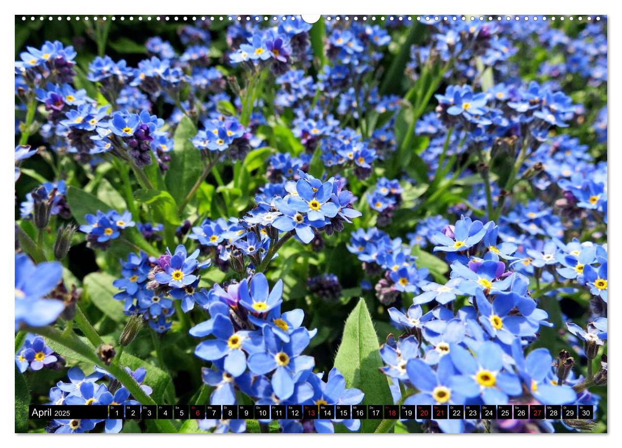 Bild: 9783435227495 | Kleine Blumen ganz groß (Wandkalender 2025 DIN A2 quer), CALVENDO...