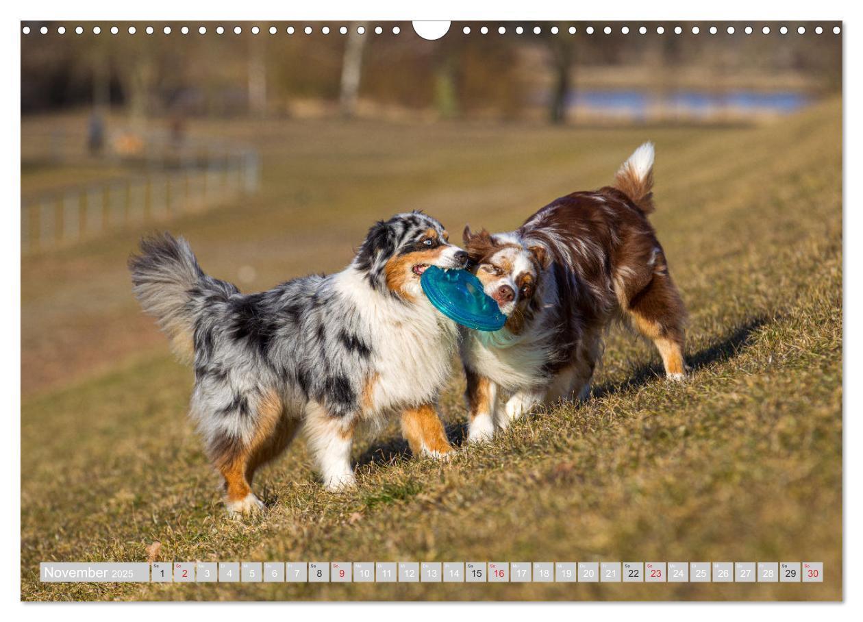 Bild: 9783435547197 | Australian Shepherd 2025 (Wandkalender 2025 DIN A3 quer), CALVENDO...