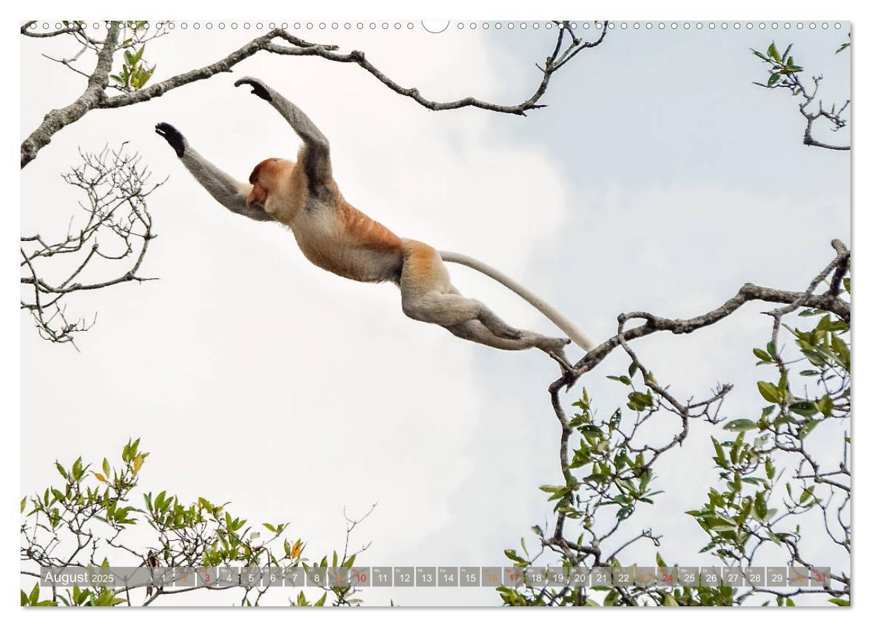 Bild: 9783435218493 | Nasenaffen von Borneo (Wandkalender 2025 DIN A2 quer), CALVENDO...