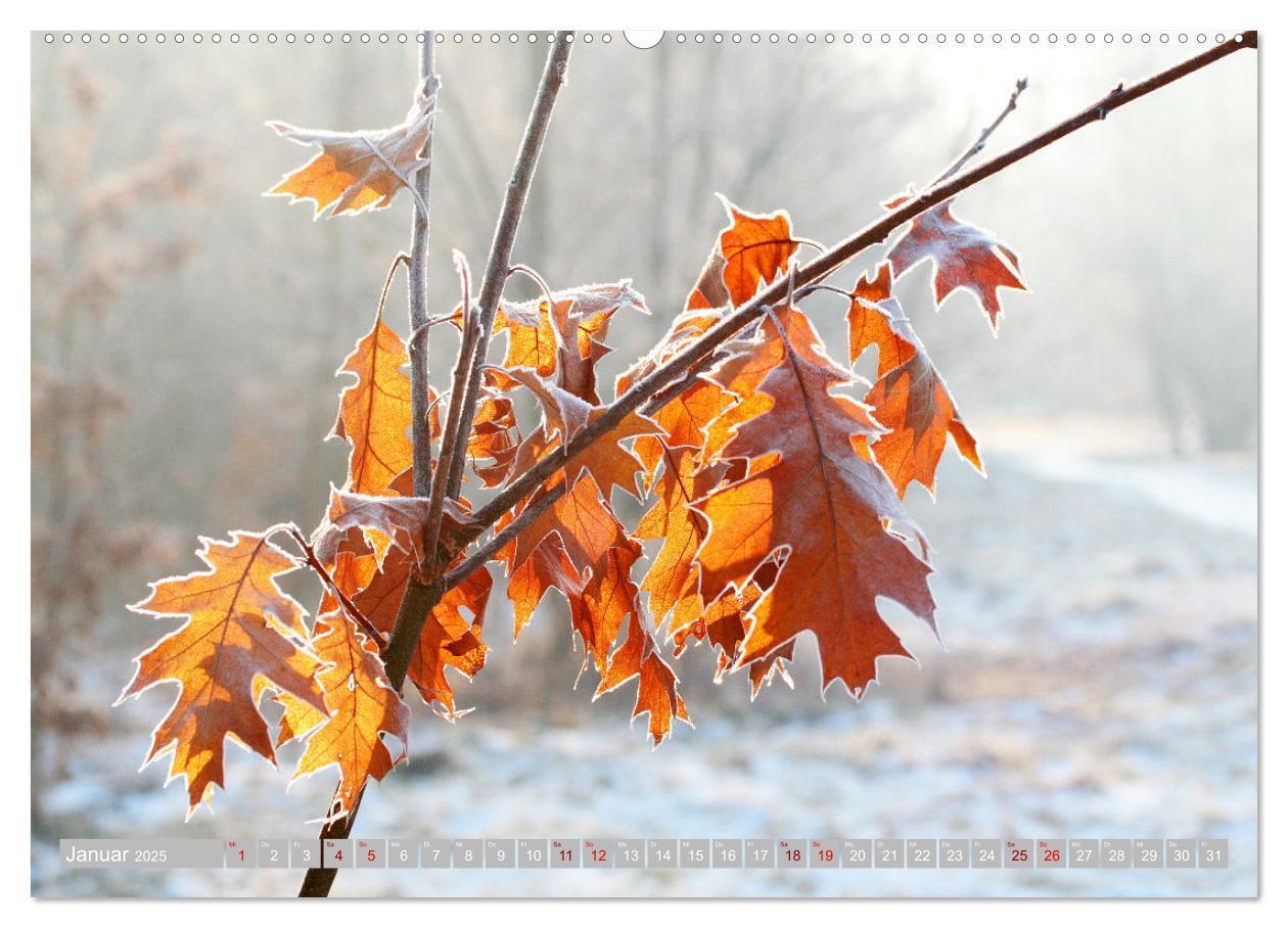 Bild: 9783383996276 | Natur, die bezaubert (Wandkalender 2025 DIN A2 quer), CALVENDO...