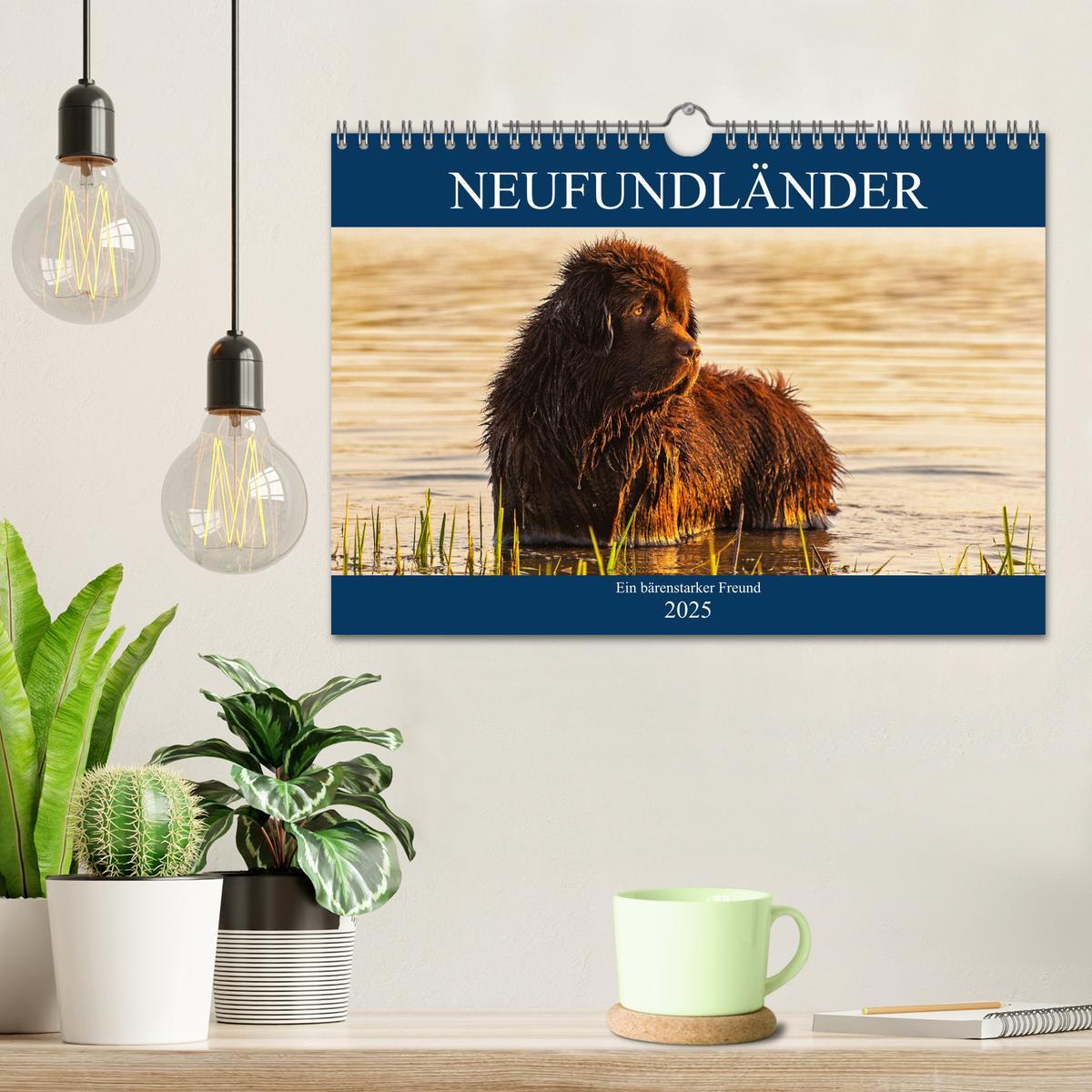 Bild: 9783435311286 | Neufundländer - Ein bärenstarker Freund (Wandkalender 2025 DIN A4...