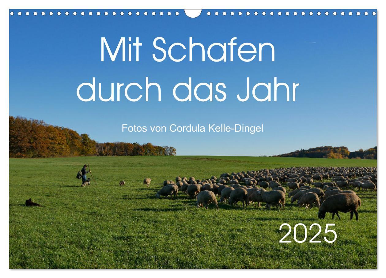 Cover: 9783435308033 | Mit Schafen durch das Jahr (Wandkalender 2025 DIN A3 quer),...