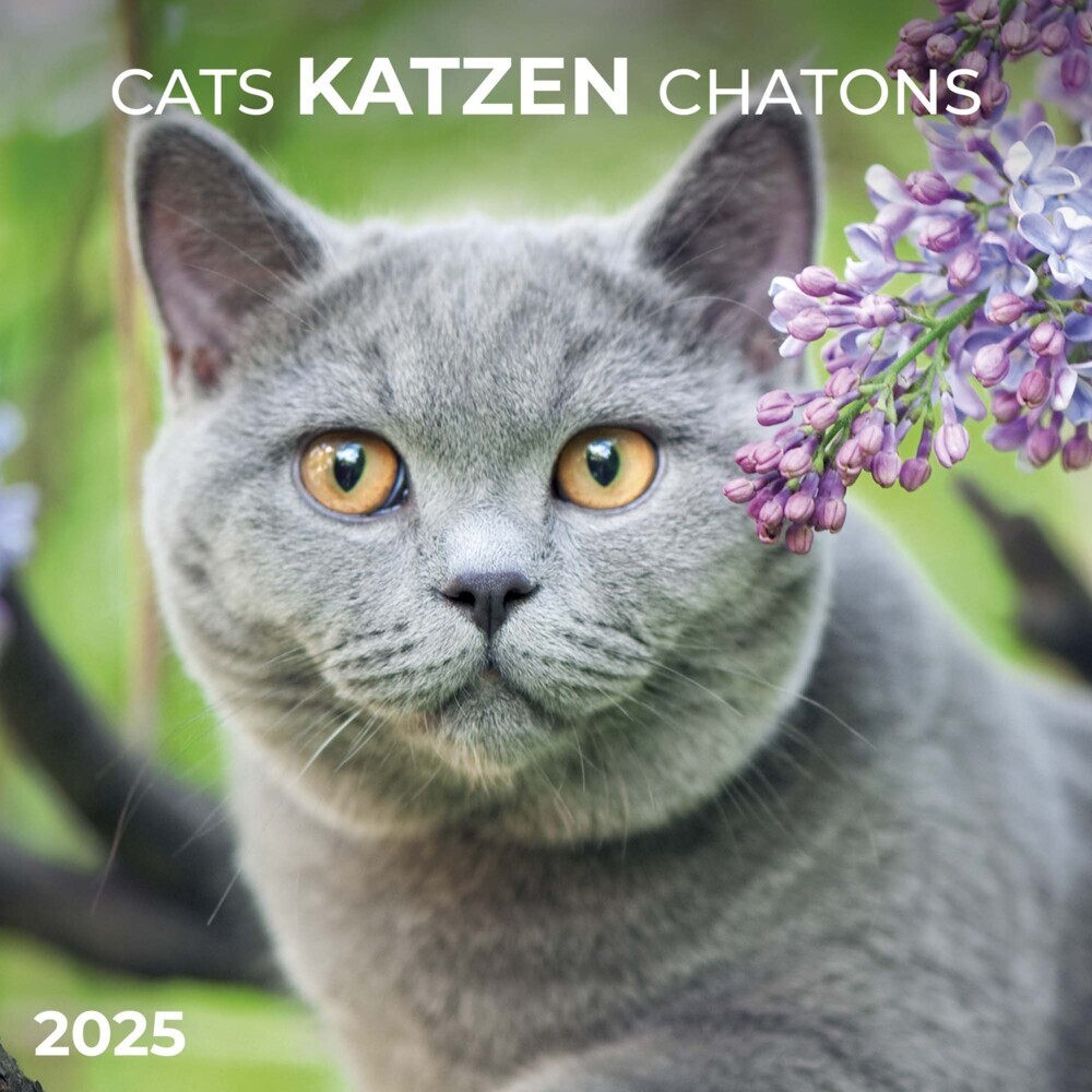 Cover: 9783959294522 | Cats/Katzen 2025 | Kalender 2025 | Kalender | Drahtheftung | 28 S.