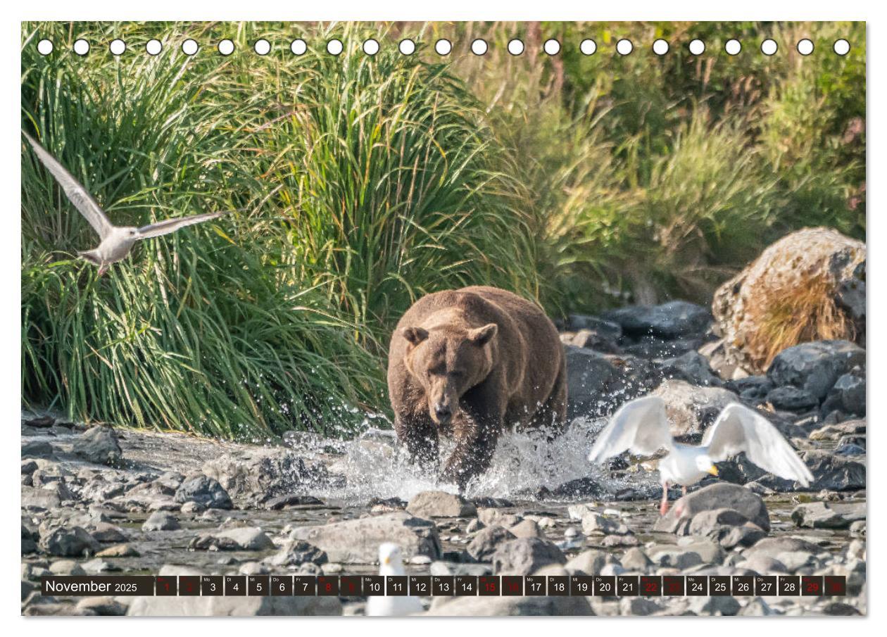 Bild: 9783435186570 | Grizzlybären im Katmai Nationalpark Alaska (Tischkalender 2025 DIN...