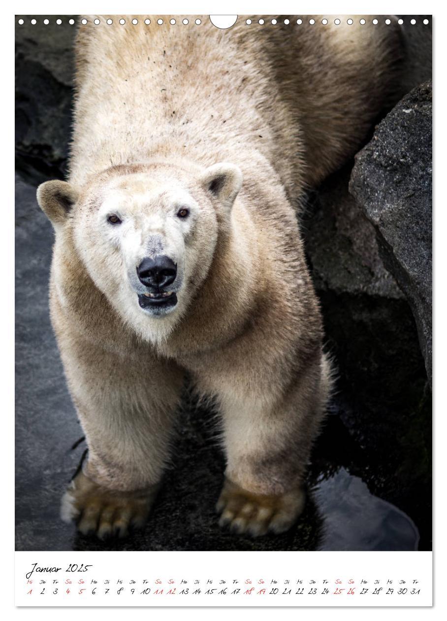 Bild: 9783435968480 | Tierwelten - aus dem ältesten Tiergarten der Welt (Wandkalender...