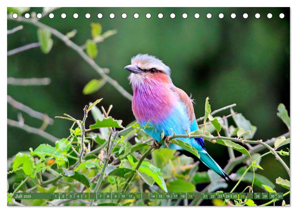 Bild: 9783435696949 | Vögel in Afrika - Magie der Farben (Tischkalender 2025 DIN A5...