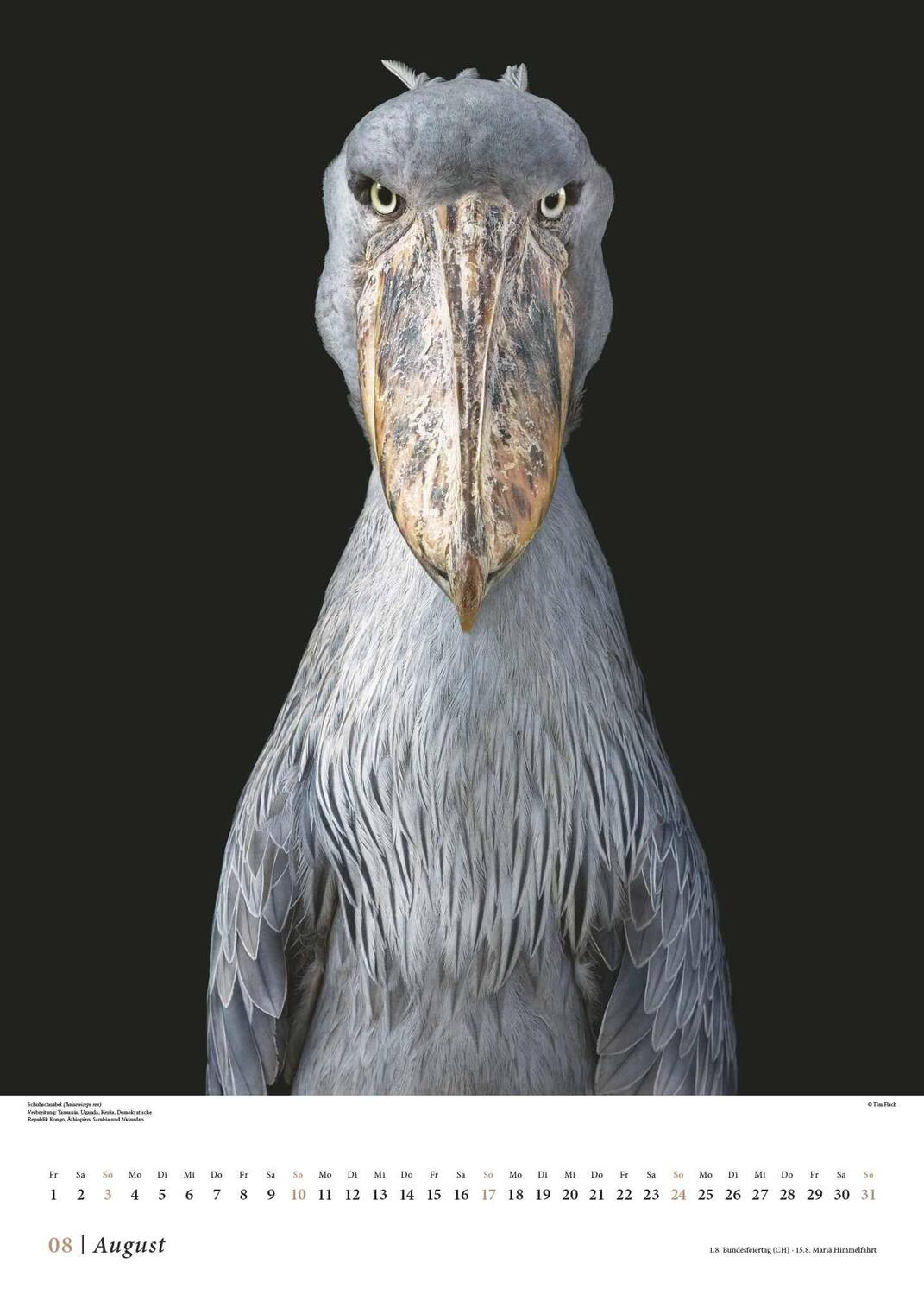 Bild: 4250809653549 | Tim Flach: Vögel 2025 - Posterkalender von DUMONT- Vogel-Porträts...