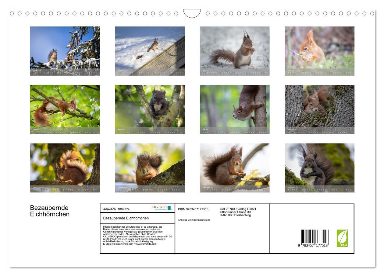 Bild: 9783457177518 | Bezaubernde Eichhörnchen (Wandkalender 2025 DIN A3 quer), CALVENDO...