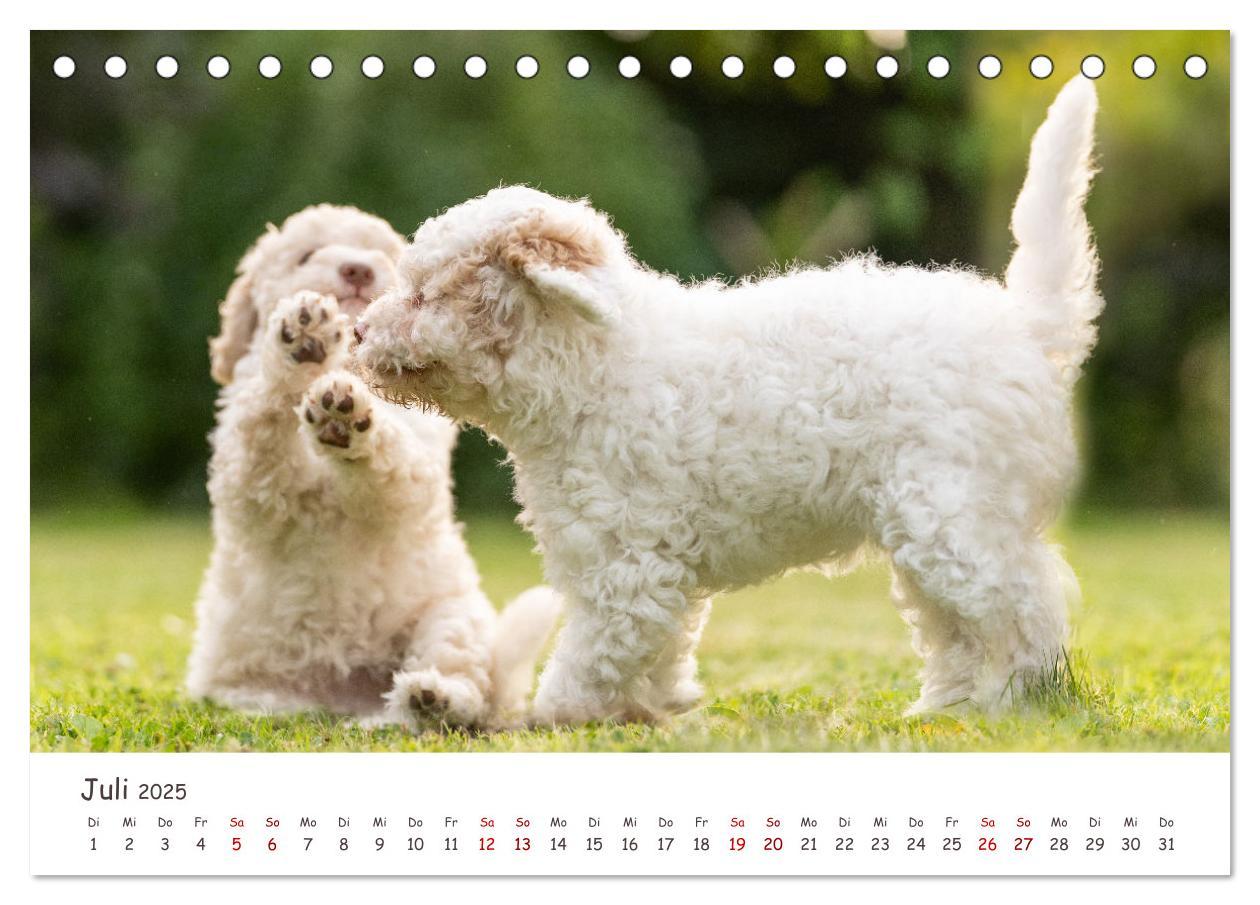 Bild: 9783383999031 | Lagotto Romagnolo - Spiel und Spaß in der Welpenzeit (Tischkalender...