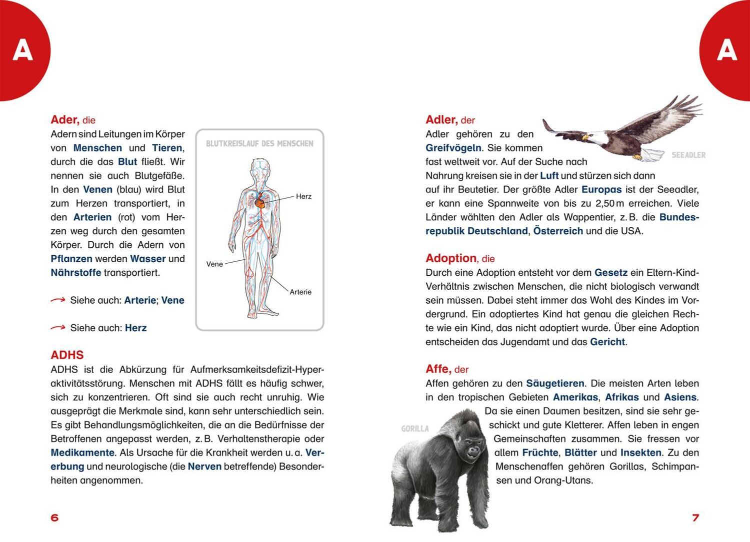 Bild: 9783551254931 | Das Grundschullexikon | Cordula Thörner | Taschenbuch | Deutsch | 2022