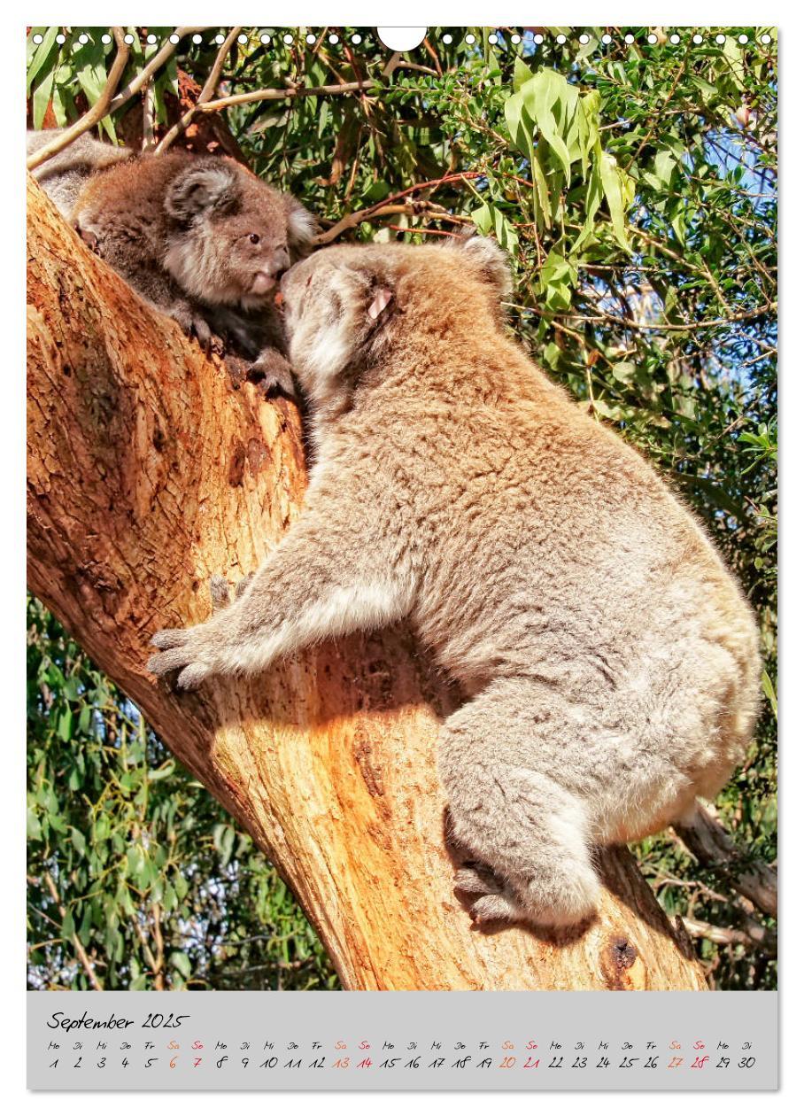 Bild: 9783435950249 | Koala, kleiner Bär (Wandkalender 2025 DIN A3 hoch), CALVENDO...