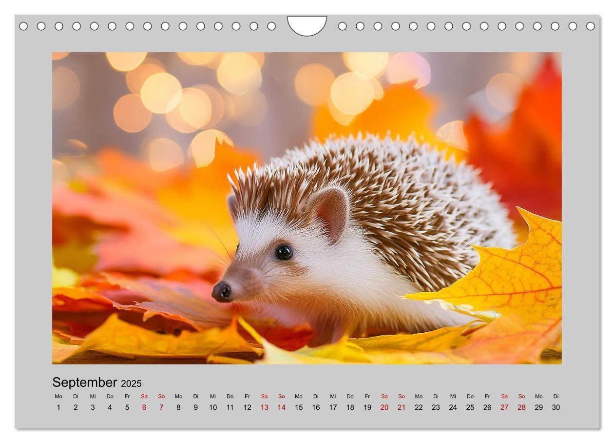 Bild: 9783435504527 | Mein Igel-Kalender (Wandkalender 2025 DIN A4 quer), CALVENDO...