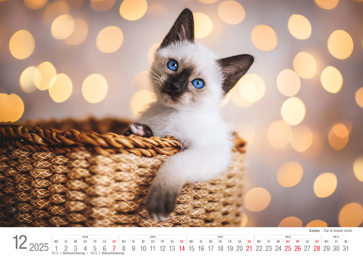 Bild: 9783965352360 | Katzen 2025 Bildkalender A3 quer - Natalie Große | Holger Klaes | 2025