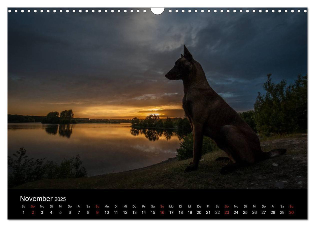 Bild: 9783435638697 | Belgische Schäferhunde - Der Malinois im Licht (Wandkalender 2025...