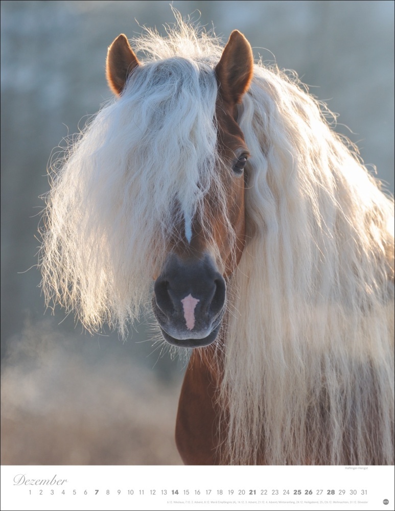 Bild: 9783756405299 | Pferde Classics Posterkalender 2025 | Sabine Stuewer | Kalender | 2025