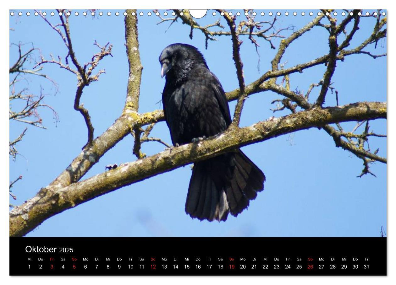 Bild: 9783435811373 | Das Leben der Rabenvögel (Wandkalender 2025 DIN A3 quer), CALVENDO...