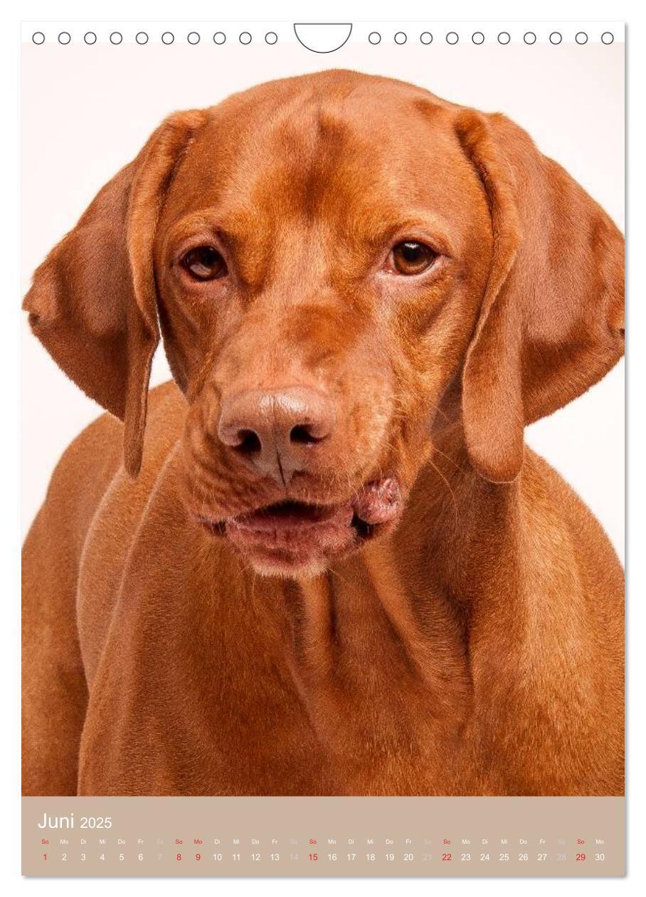 Bild: 9783457016176 | Magyar Vizsla im Portrait (Wandkalender 2025 DIN A4 hoch), CALVENDO...