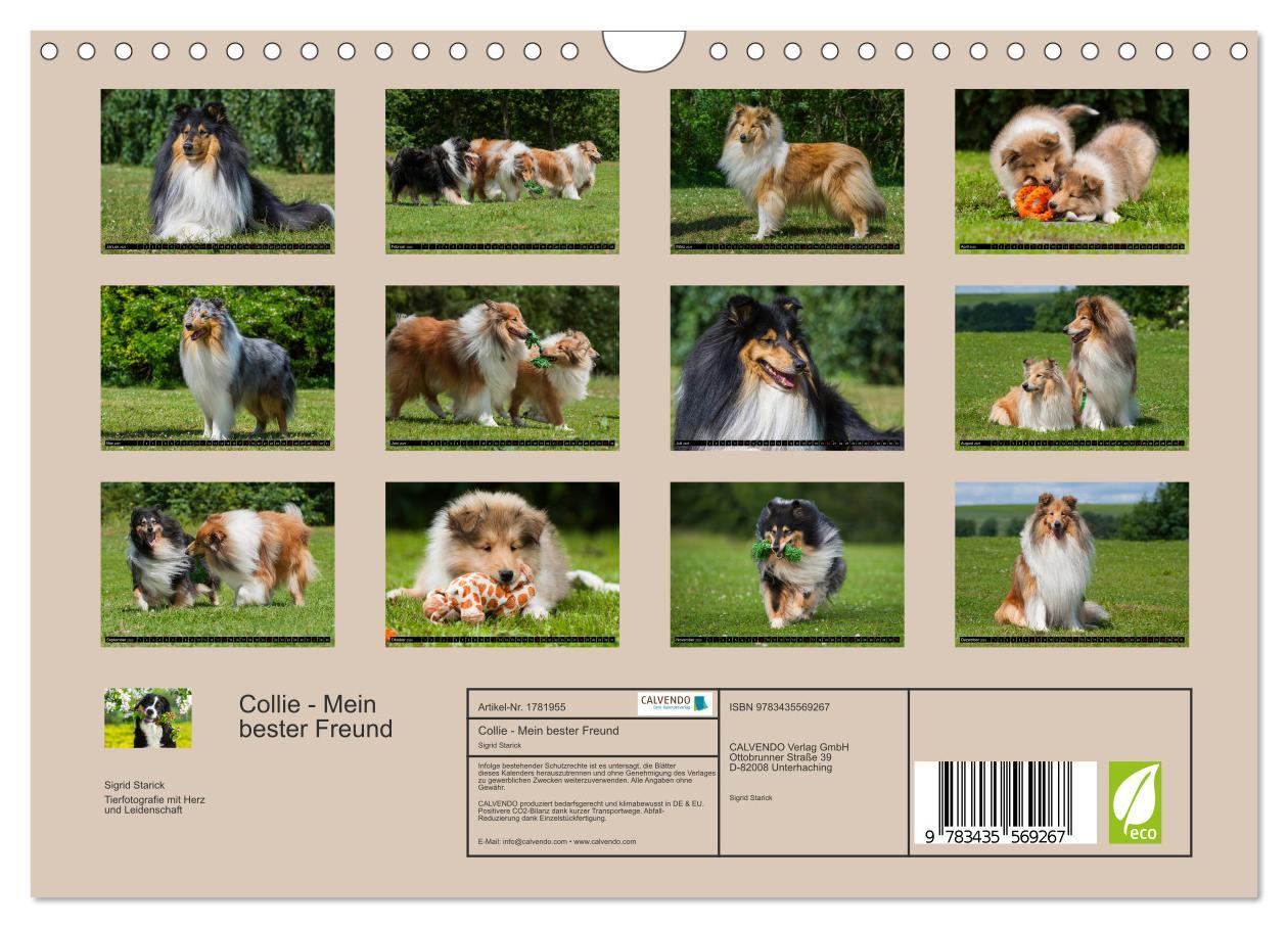 Bild: 9783435569267 | Collie - Mein bester Freund (Wandkalender 2025 DIN A4 quer),...