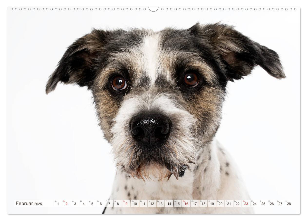 Bild: 9783435254255 | Kleine Hunde - Große Blicke (Wandkalender 2025 DIN A2 quer),...