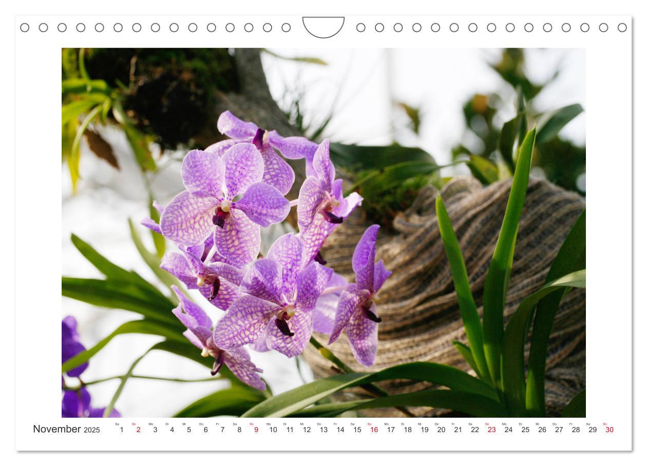 Bild: 9783435289455 | Orchideen Feuerwerk der Farben (Wandkalender 2025 DIN A4 quer),...