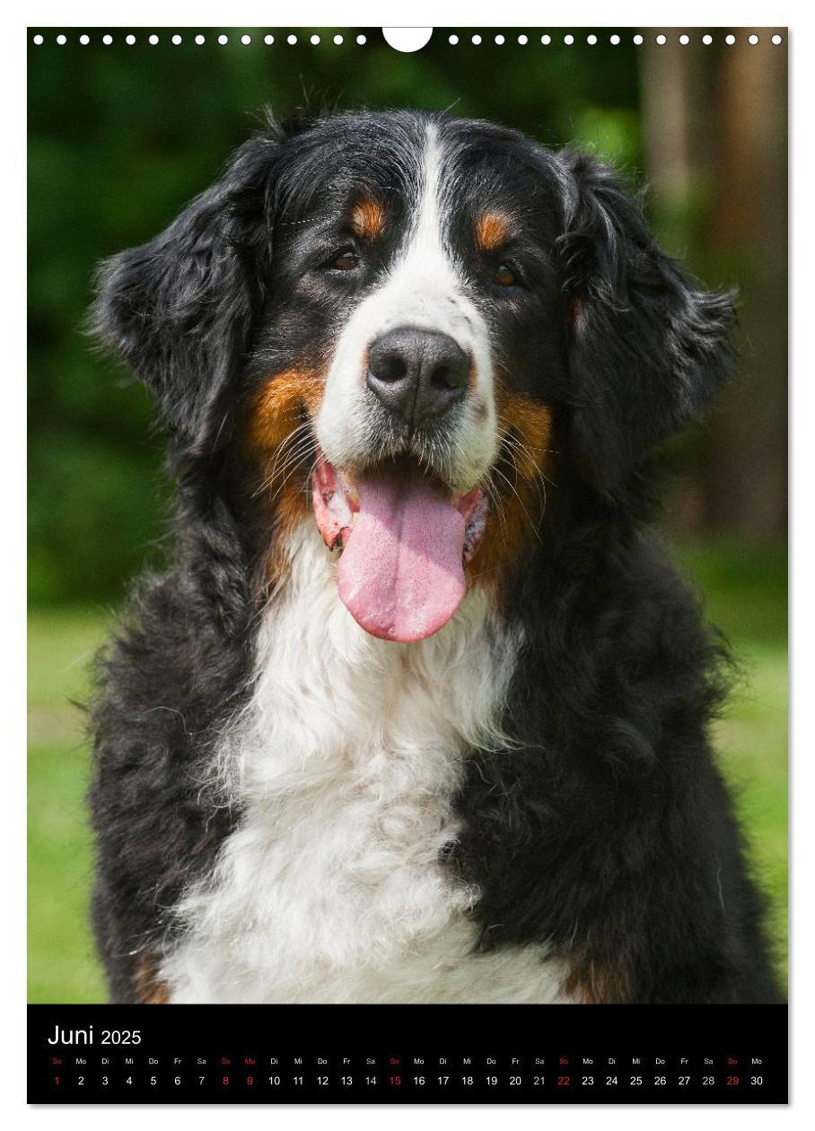 Bild: 9783457069172 | Berner Sennenhund 2025 (Wandkalender 2025 DIN A3 hoch), CALVENDO...