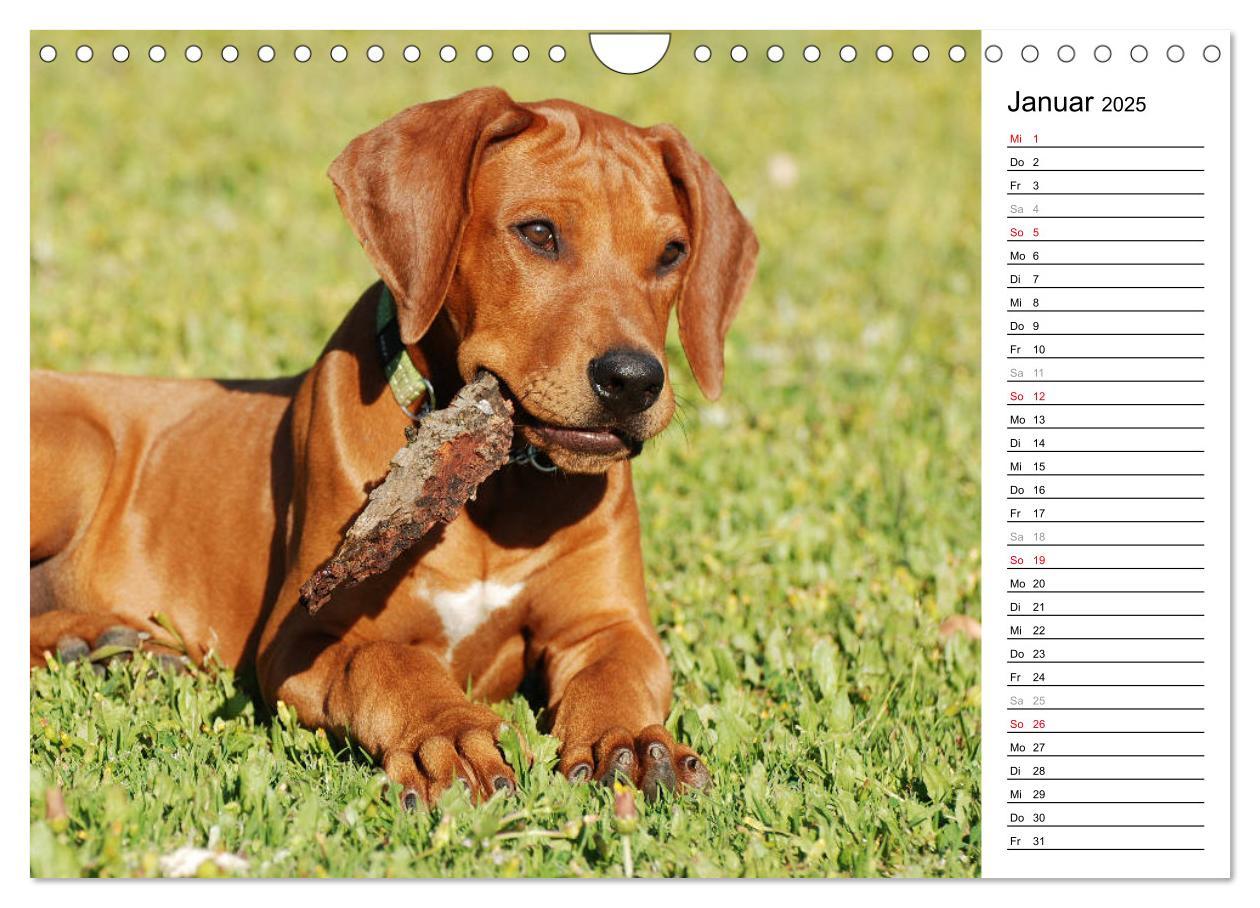 Bild: 9783435455195 | Rhodesian Ridgeback Terminkalender (Wandkalender 2025 DIN A4 quer),...