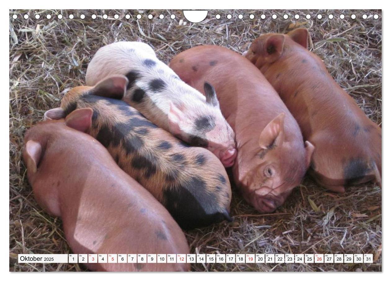 Bild: 9783435602292 | Von Säuen die Schwein haben! (Wandkalender 2025 DIN A4 quer),...