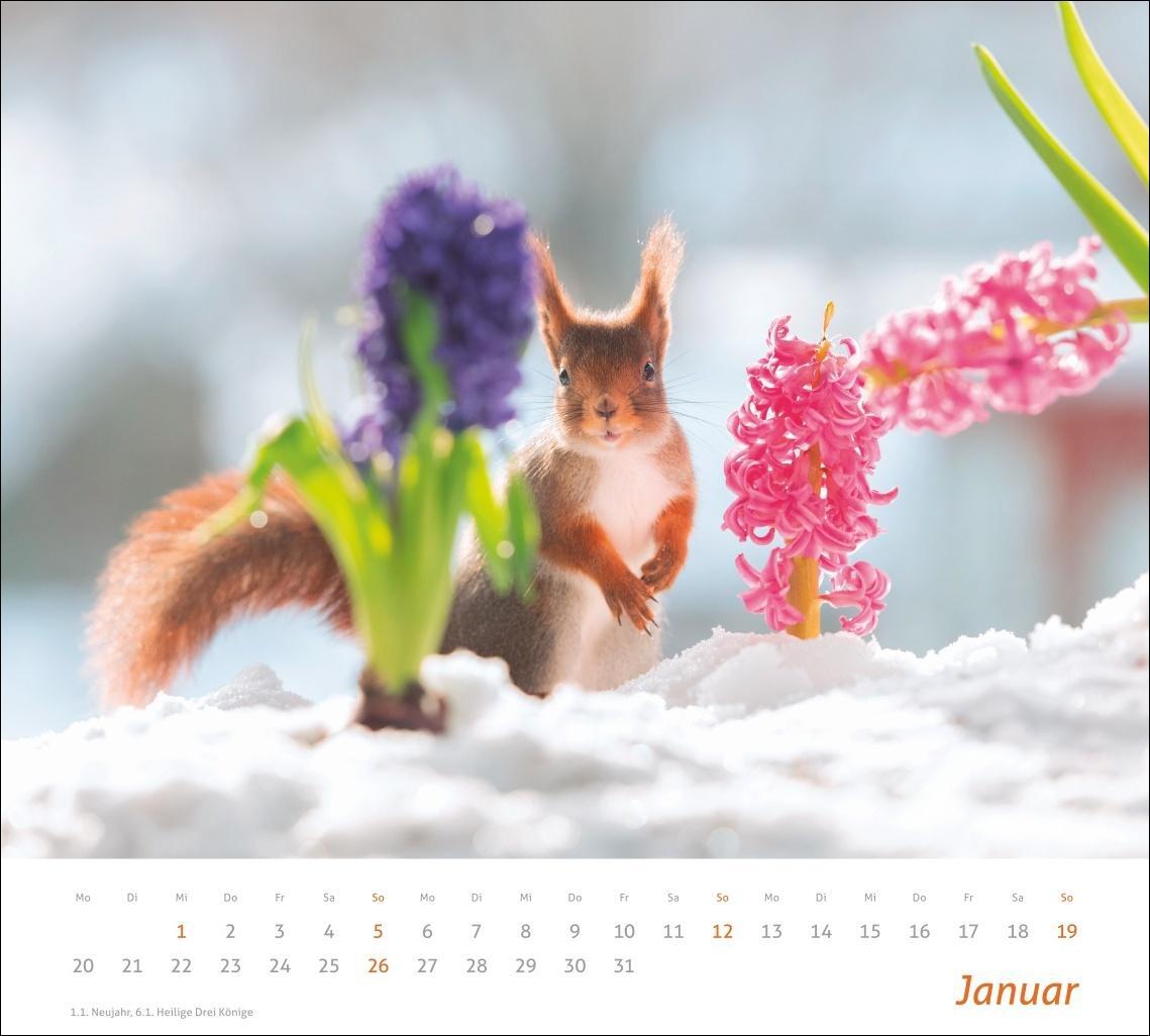 Bild: 9783756406869 | Eichhörnchen Bildkalender 2025 | Kalender | times&amp;more Kalender Heye