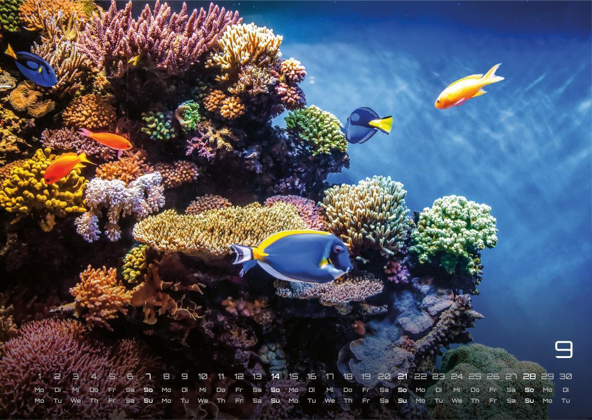 Bild: 9783986734305 | Sealife - verborgene Tiefen - 2025 - Kalender DIN A3 | GP-Fever.de