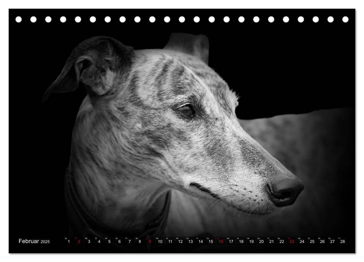 Bild: 9783383824036 | Galgo Español - der spanische Windhund 2025 (Tischkalender 2025 DIN...