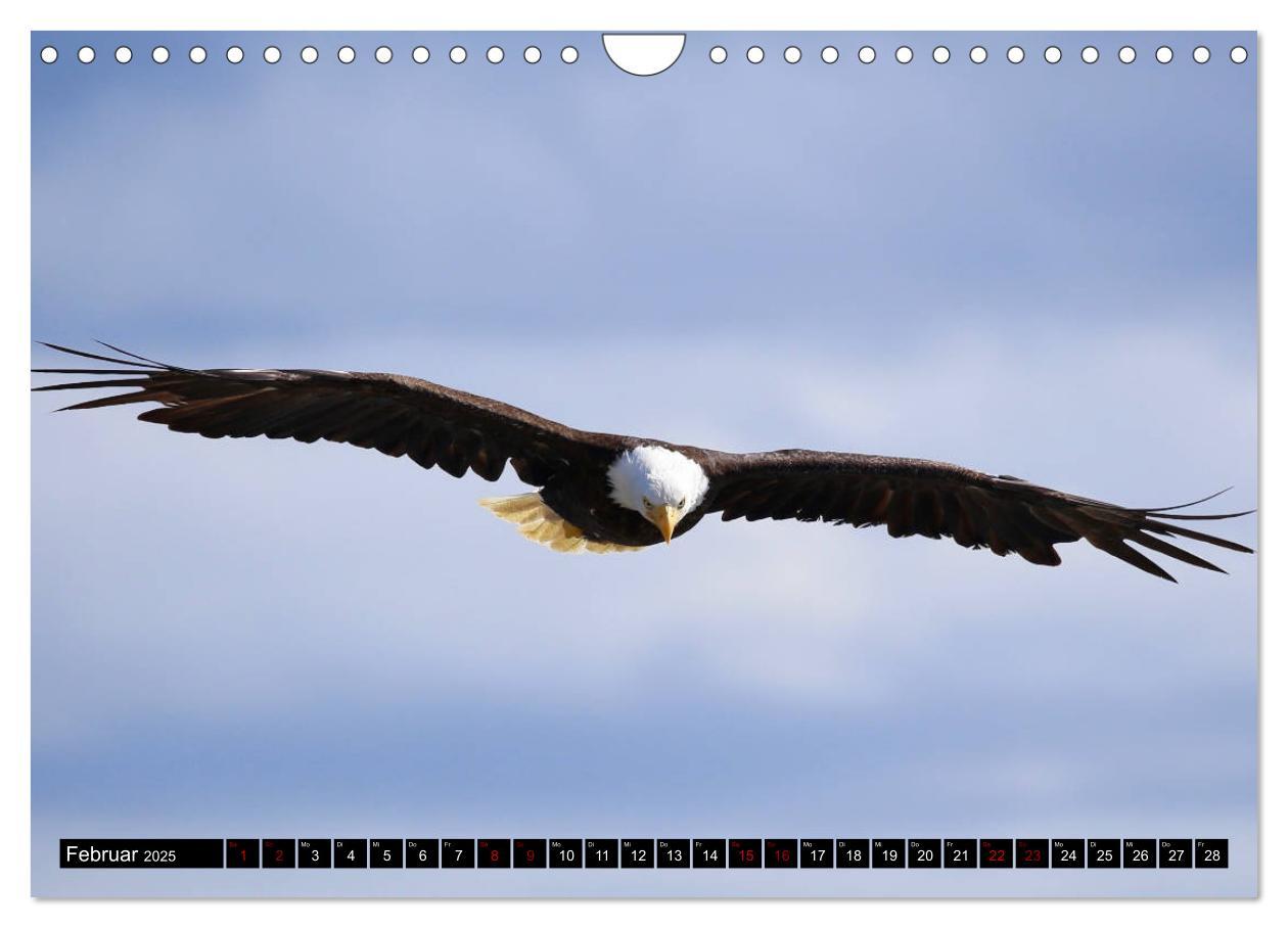 Bild: 9783435347636 | Weißkopfseeadler. Herrscher der Lüfte. 2025 (Wandkalender 2025 DIN...