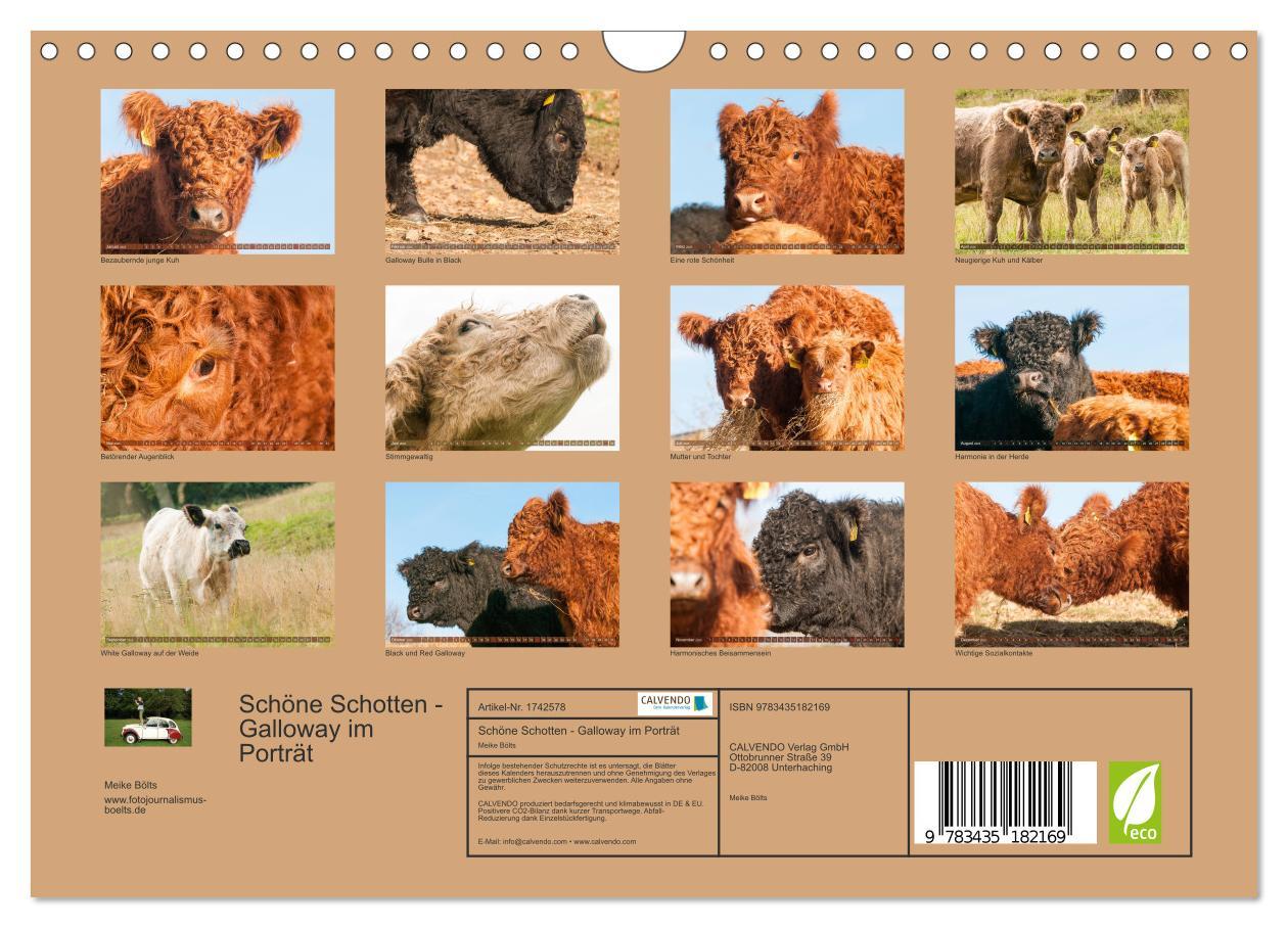 Bild: 9783435182169 | Schöne Schotten - Galloway im Porträt (Wandkalender 2025 DIN A4...