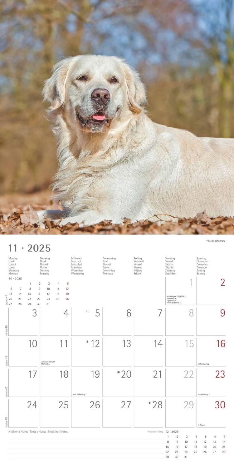 Bild: 4251732340650 | Hunde 2025 - Broschürenkalender 30x30 cm (30x60 geöffnet) -...