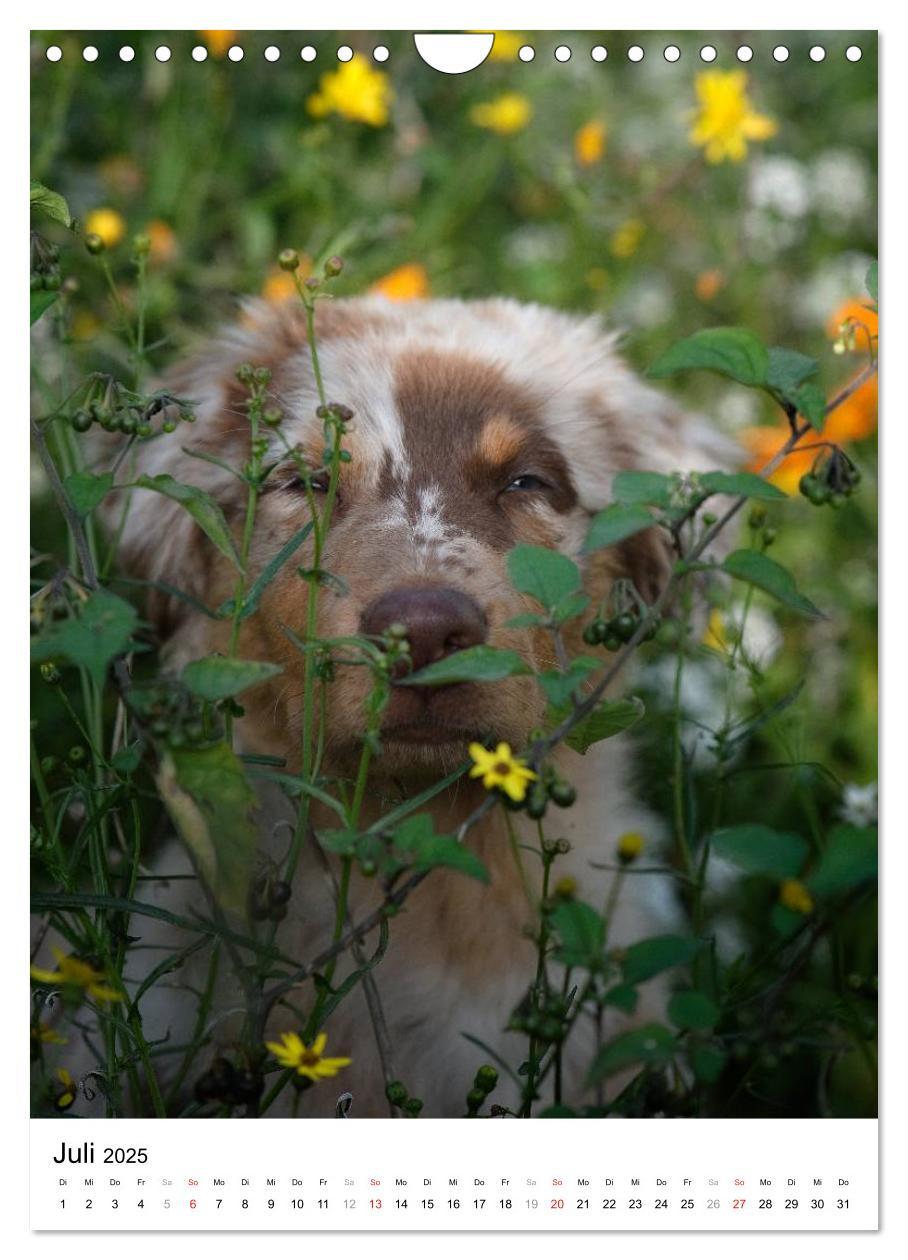 Bild: 9783457062586 | Kleine und große Hundekinder 2025 (Wandkalender 2025 DIN A4 hoch),...