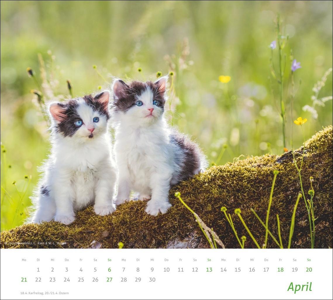 Bild: 9783756406852 | Katzen Bildkalender 2025 | Heye | Kalender | times&amp;more Kalender Heye