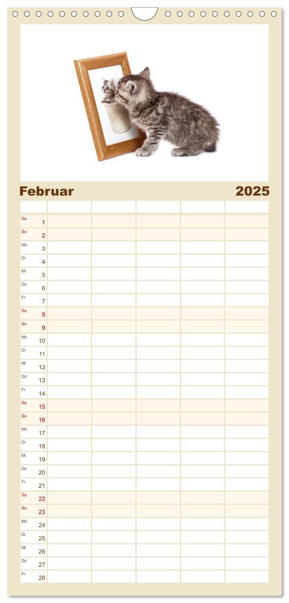 Bild: 9783457113851 | Familienplaner 2025 - Katzenbabys mit 5 Spalten (Wandkalender, 21 x...