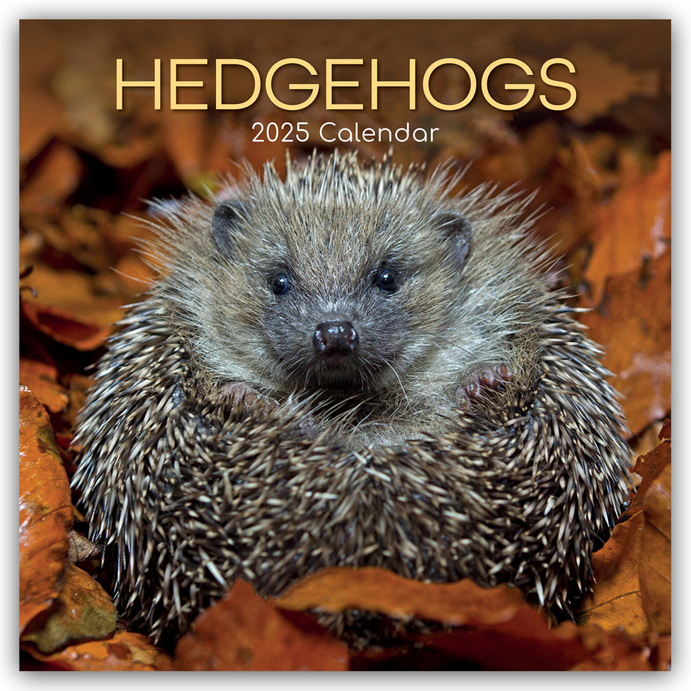 Cover: 9781835360729 | Hedgehogs - Igel 2025 - 16-Monatskalender | Ltd | Kalender | 14 S.