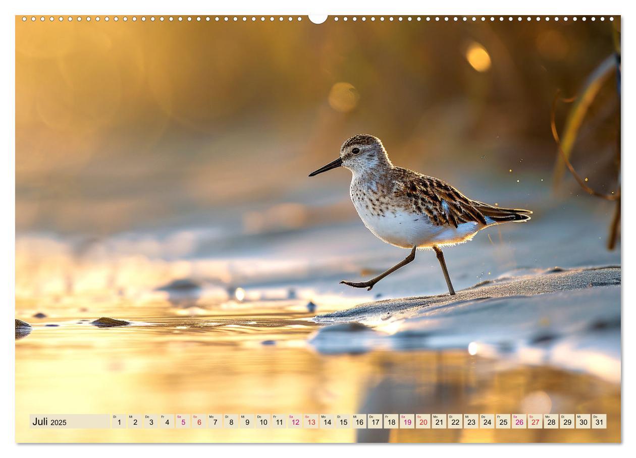 Bild: 9783383768415 | Strandläufer - immer flink unterwegs (Wandkalender 2025 DIN A2...