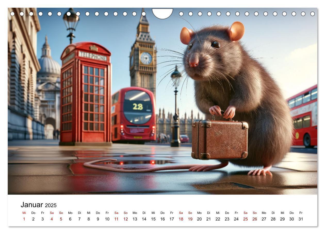 Bild: 9783383787539 | Ratten auf Reisen (Wandkalender 2025 DIN A4 quer), CALVENDO...