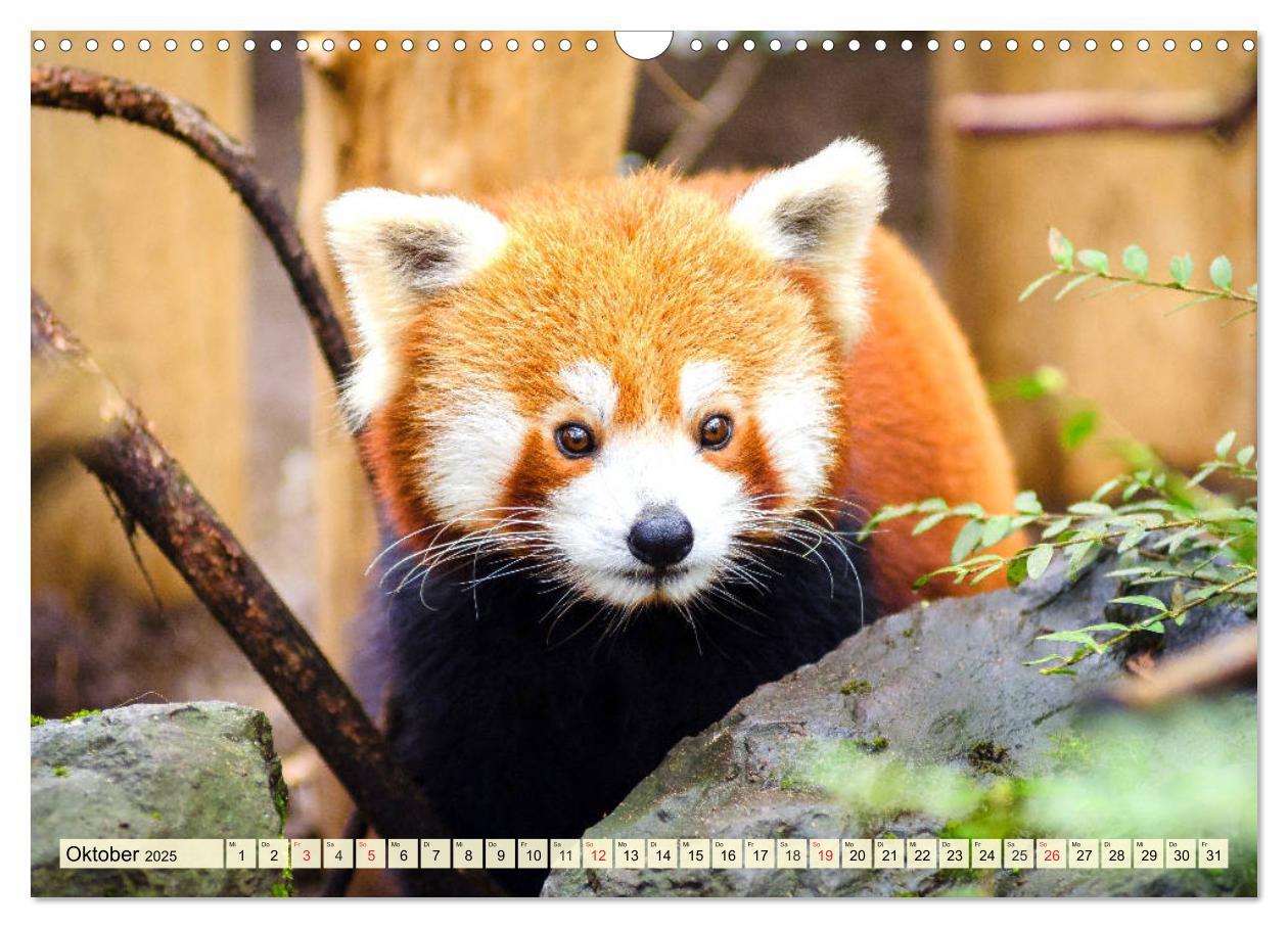 Bild: 9783435178353 | Roter Panda. Die superknuddeligen Katzenbären (Wandkalender 2025...