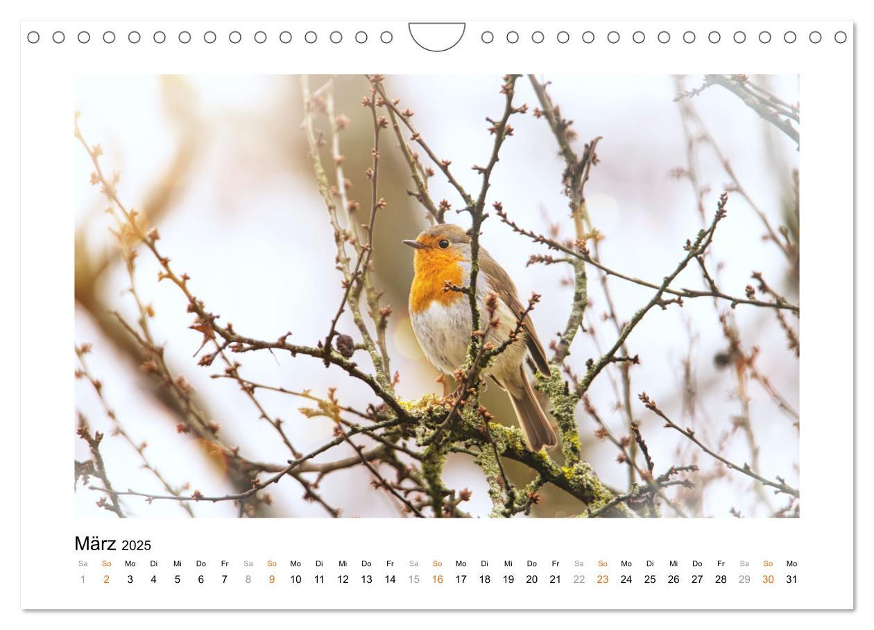 Bild: 9783383915178 | Zauberhafte Rotkehlchen (Wandkalender 2025 DIN A4 quer), CALVENDO...