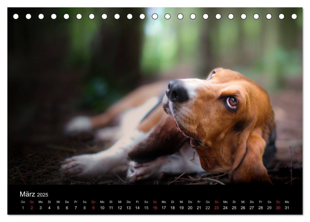 Bild: 9783457183113 | Der Basset, eine LANGE und besondere Liebe (Tischkalender 2025 DIN...