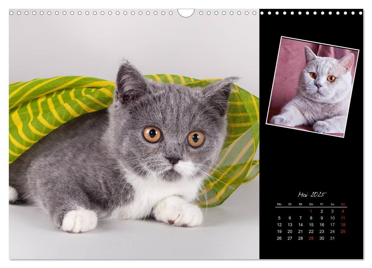 Bild: 9783435772926 | Britisch Kurzhaar Katzen (Wandkalender 2025 DIN A3 quer), CALVENDO...