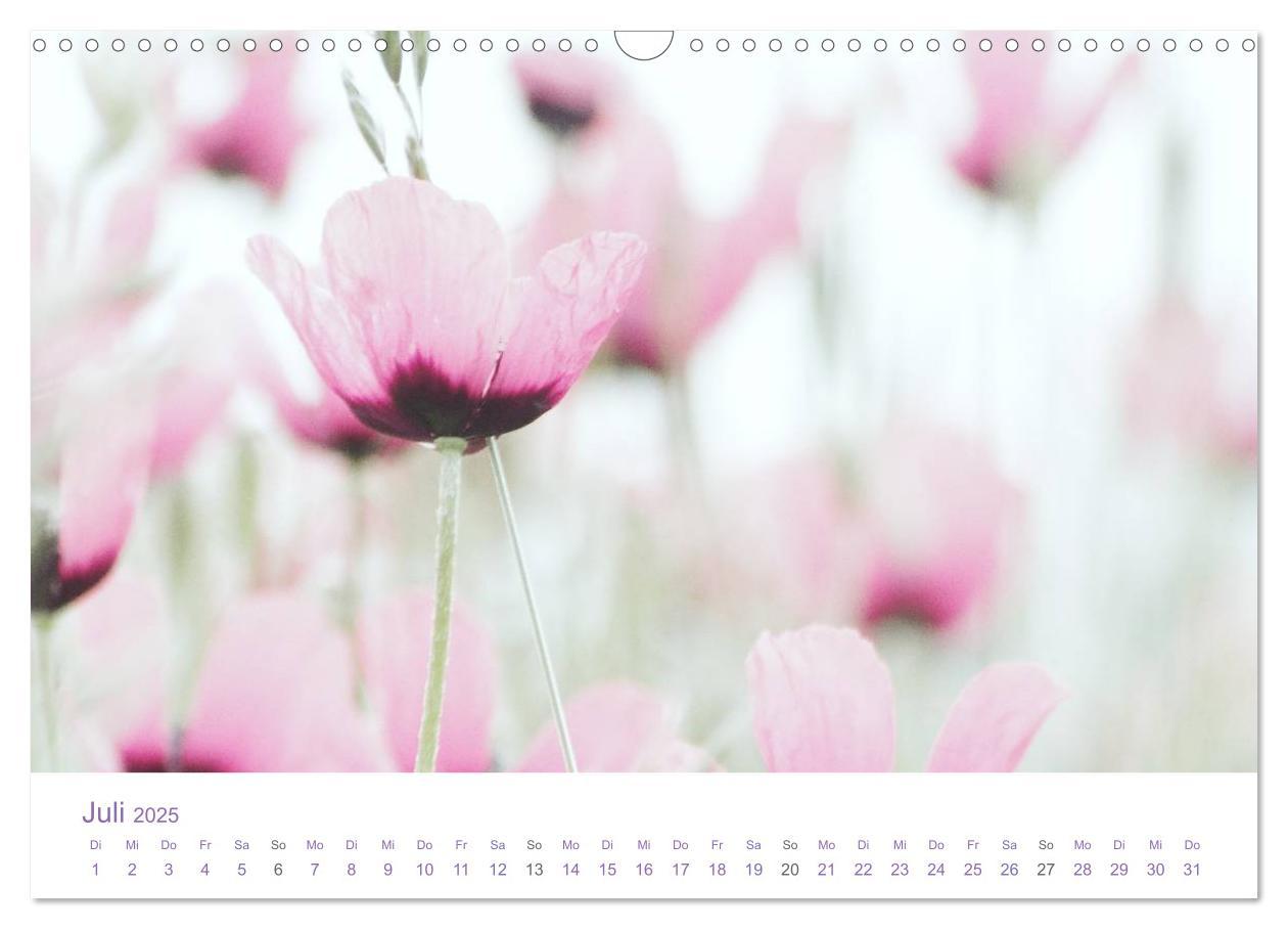 Bild: 9783435810048 | Blumen &amp; Blüten Träume (Wandkalender 2025 DIN A3 quer), CALVENDO...