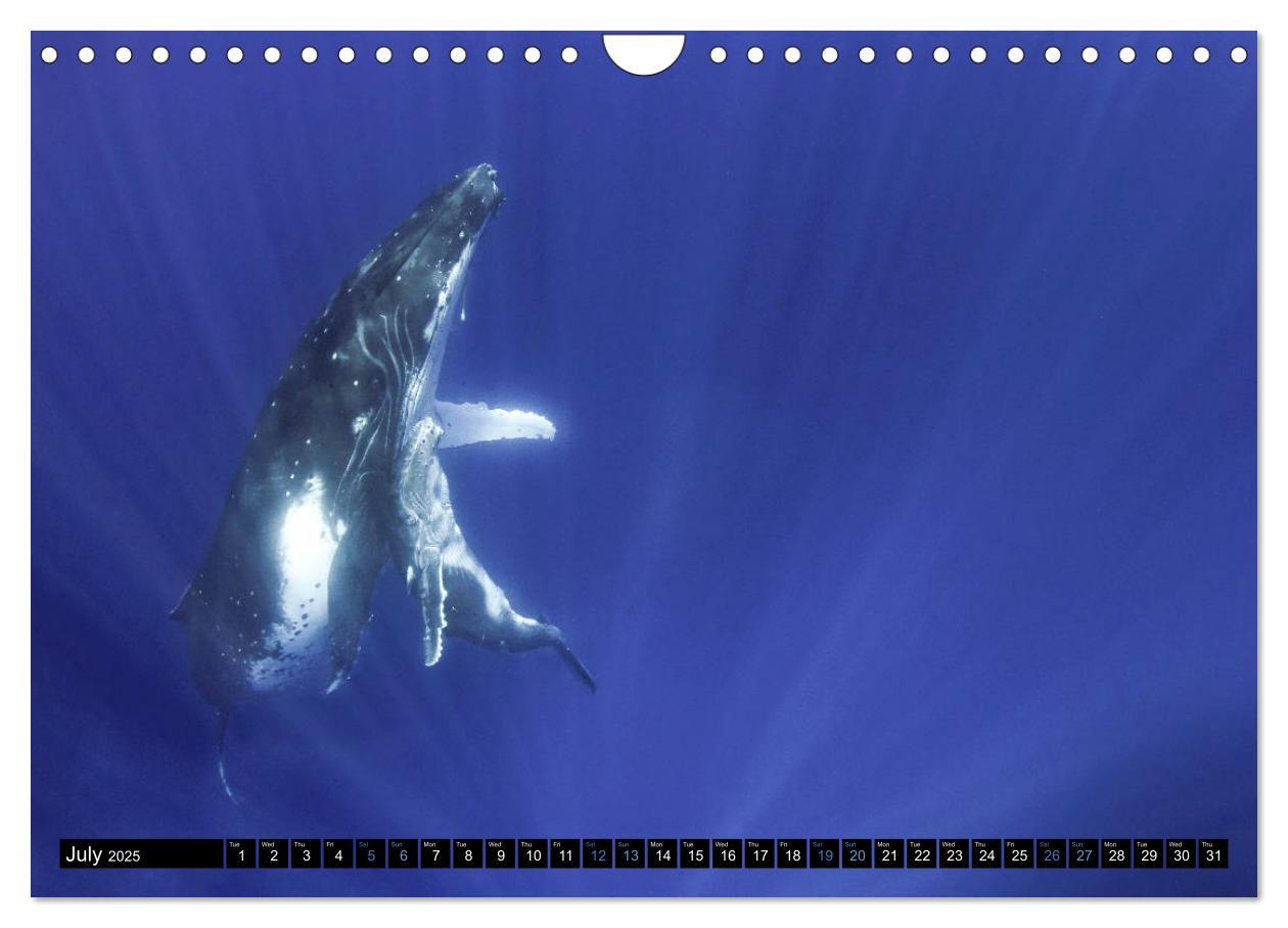 Bild: 9781325948321 | A Whale of a Year (Wall Calendar 2025 DIN A4 landscape), CALVENDO...