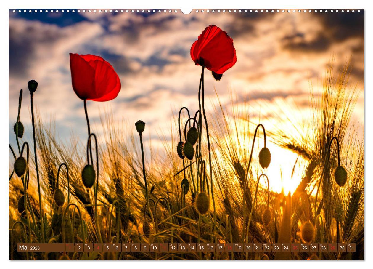 Bild: 9783435287420 | Mohnblumen - Fotografie mit Magie (Wandkalender 2025 DIN A2 quer),...