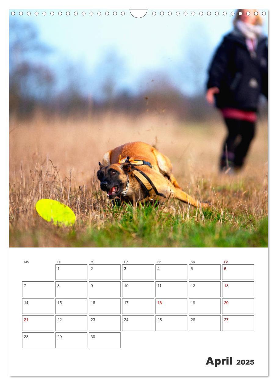 Bild: 9783435947850 | Malinois Power auf vier Pfoten (Wandkalender 2025 DIN A3 hoch),...