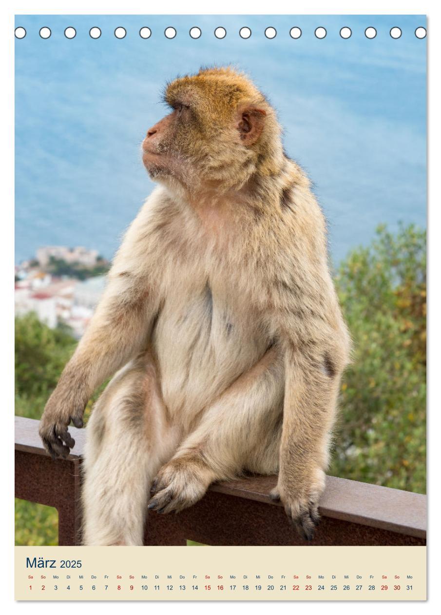 Bild: 9783383781292 | Gibraltar - Die Heimat der Berberaffen auf dem Rock (Tischkalender...